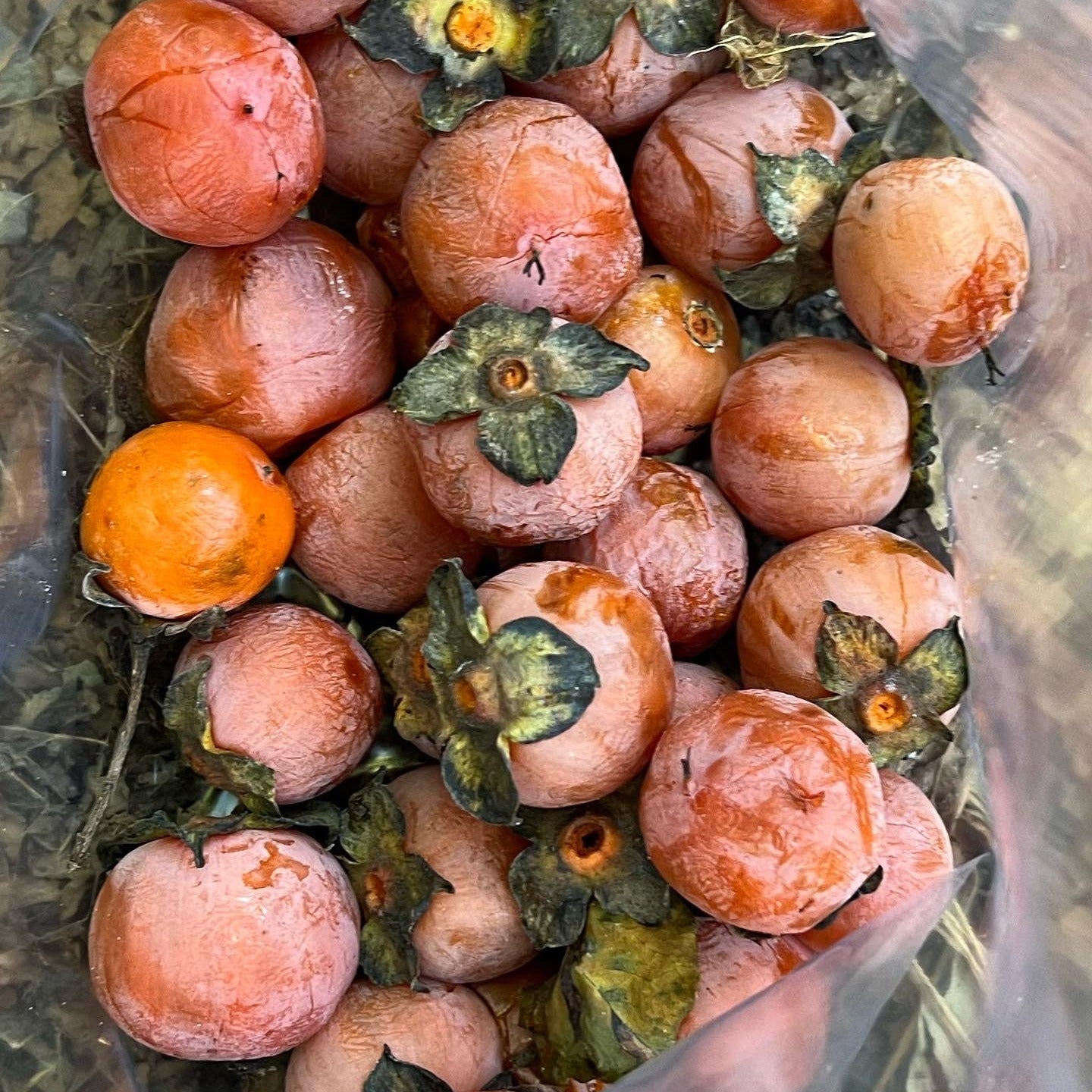 American persimmon