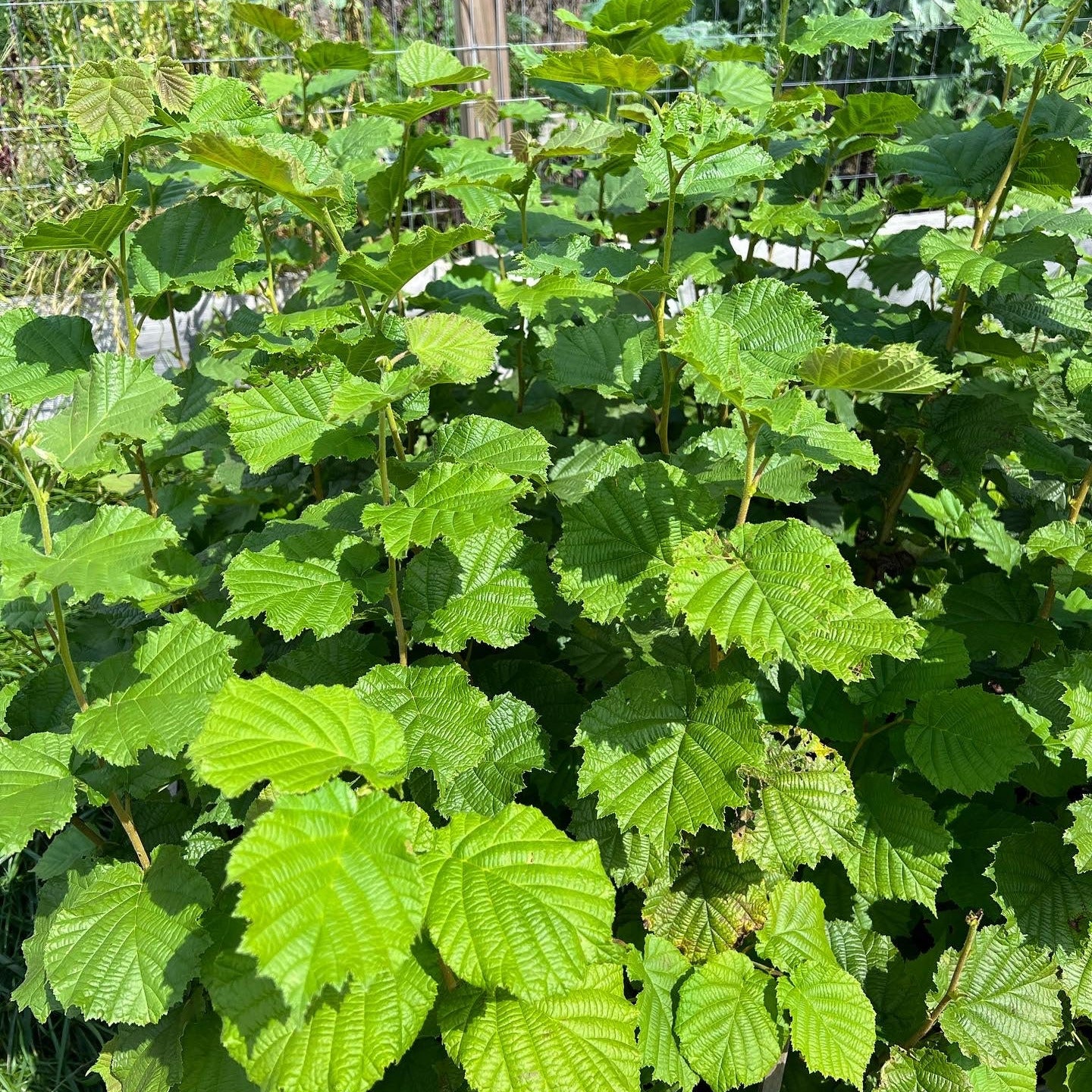 Hybrid Hazelnut (Damaged Sale)