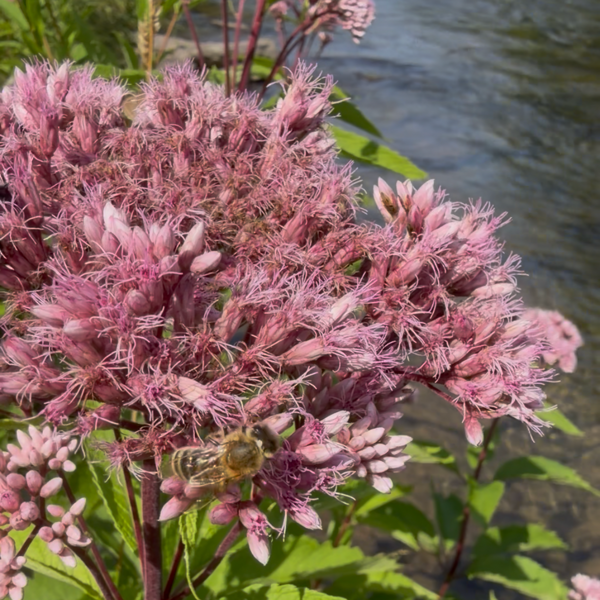 Spotted Joe Pye Weed Catskill Ecotype (Bundle of 4)