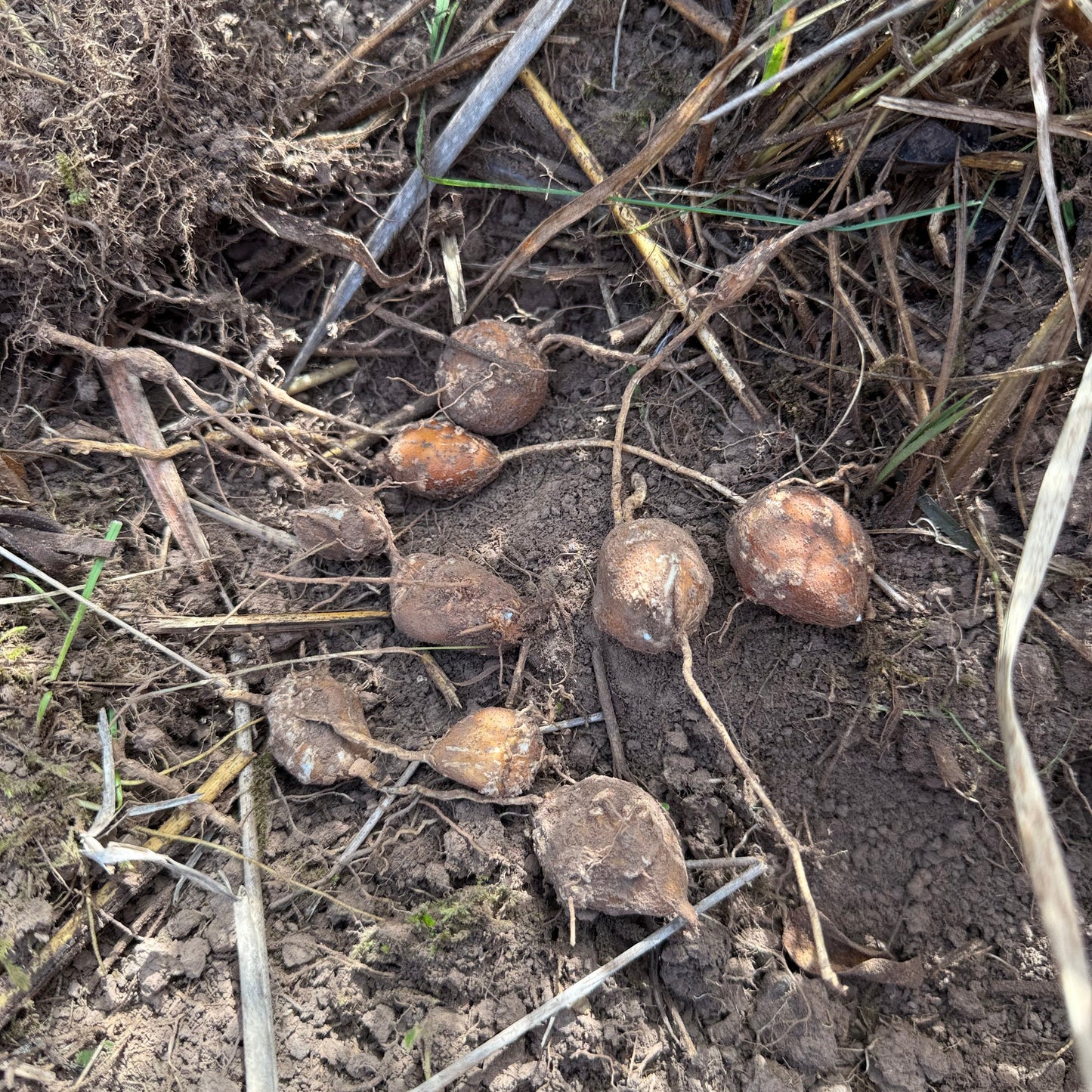 American Groundnut (4 tubers)