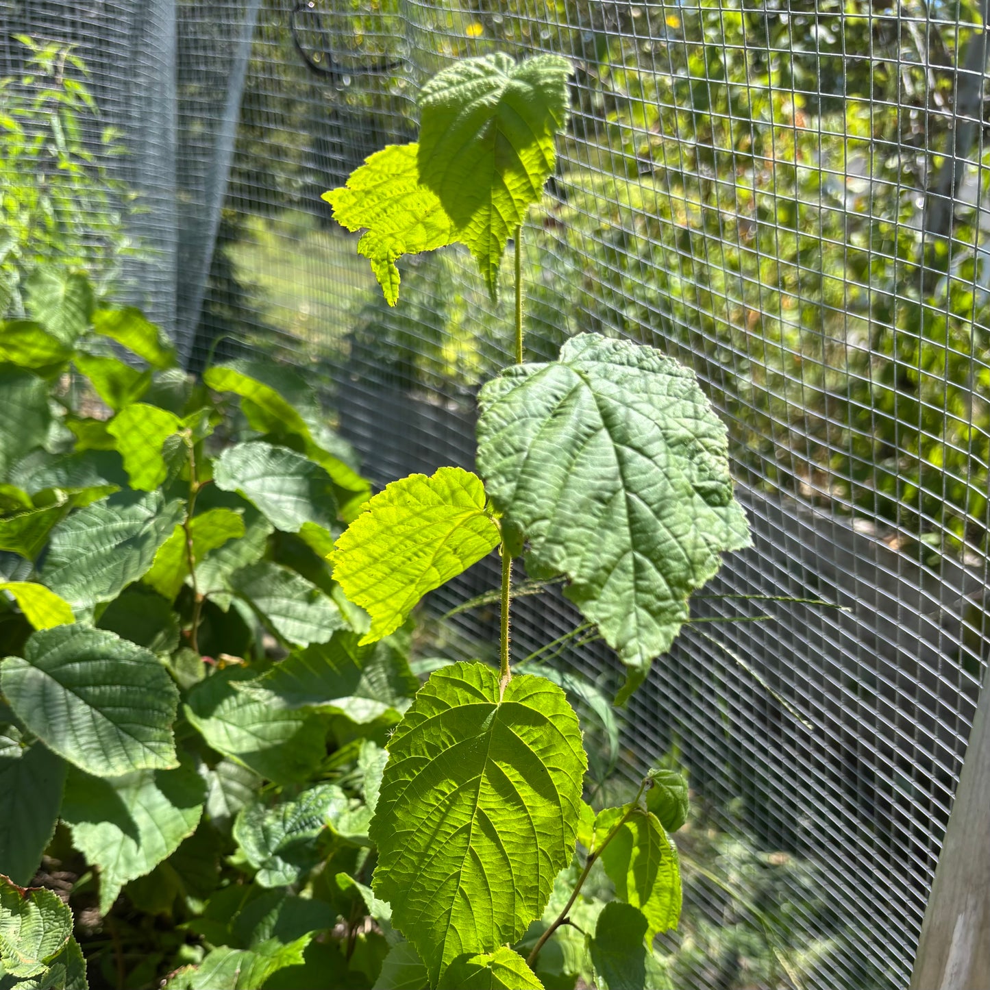 Hybrid Hazelnut