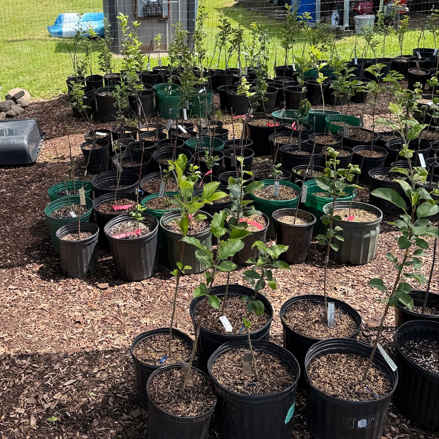 Grafted Apple Trees