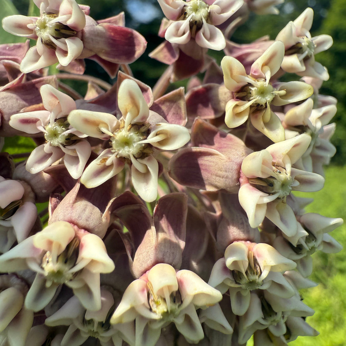 Common Milkweed