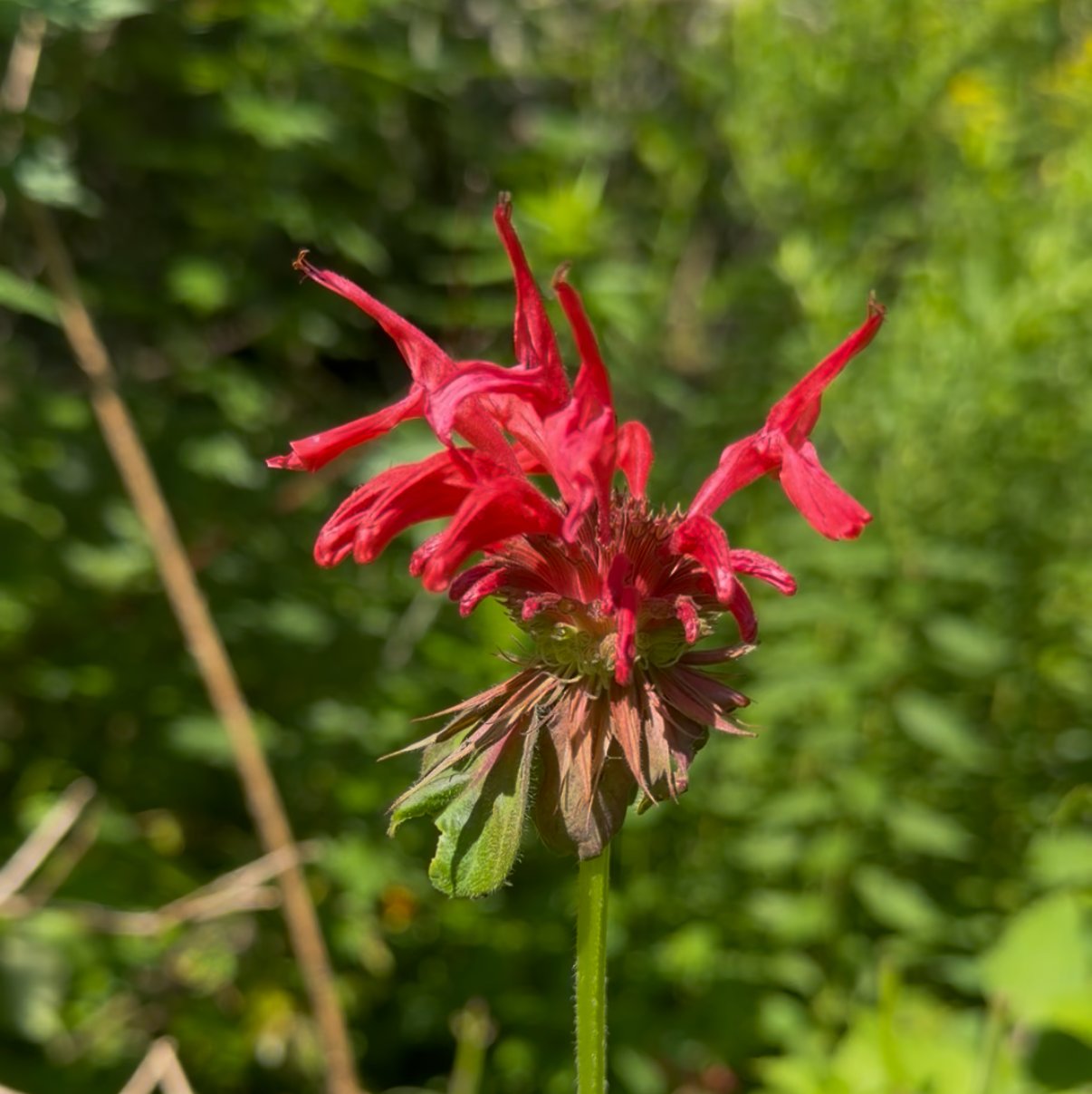 Scarlett Bee Balm (bundle of 4)