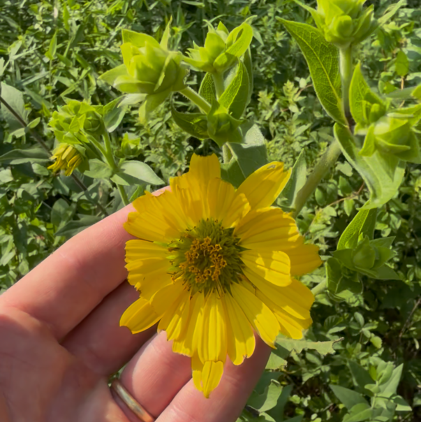 Rosinweed (bundle of 4)
