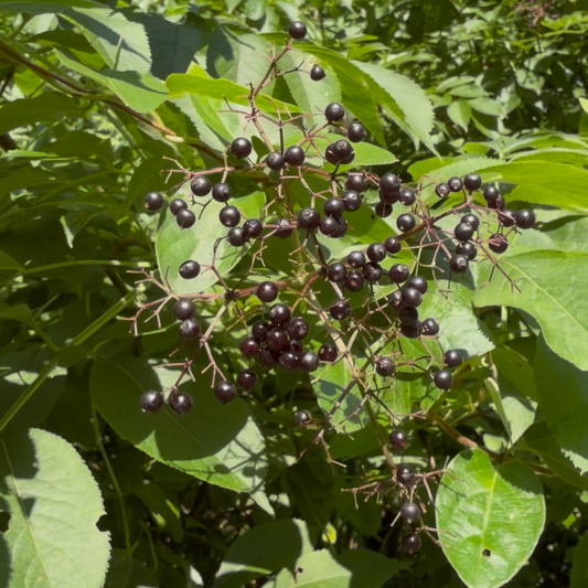 American Elderberry