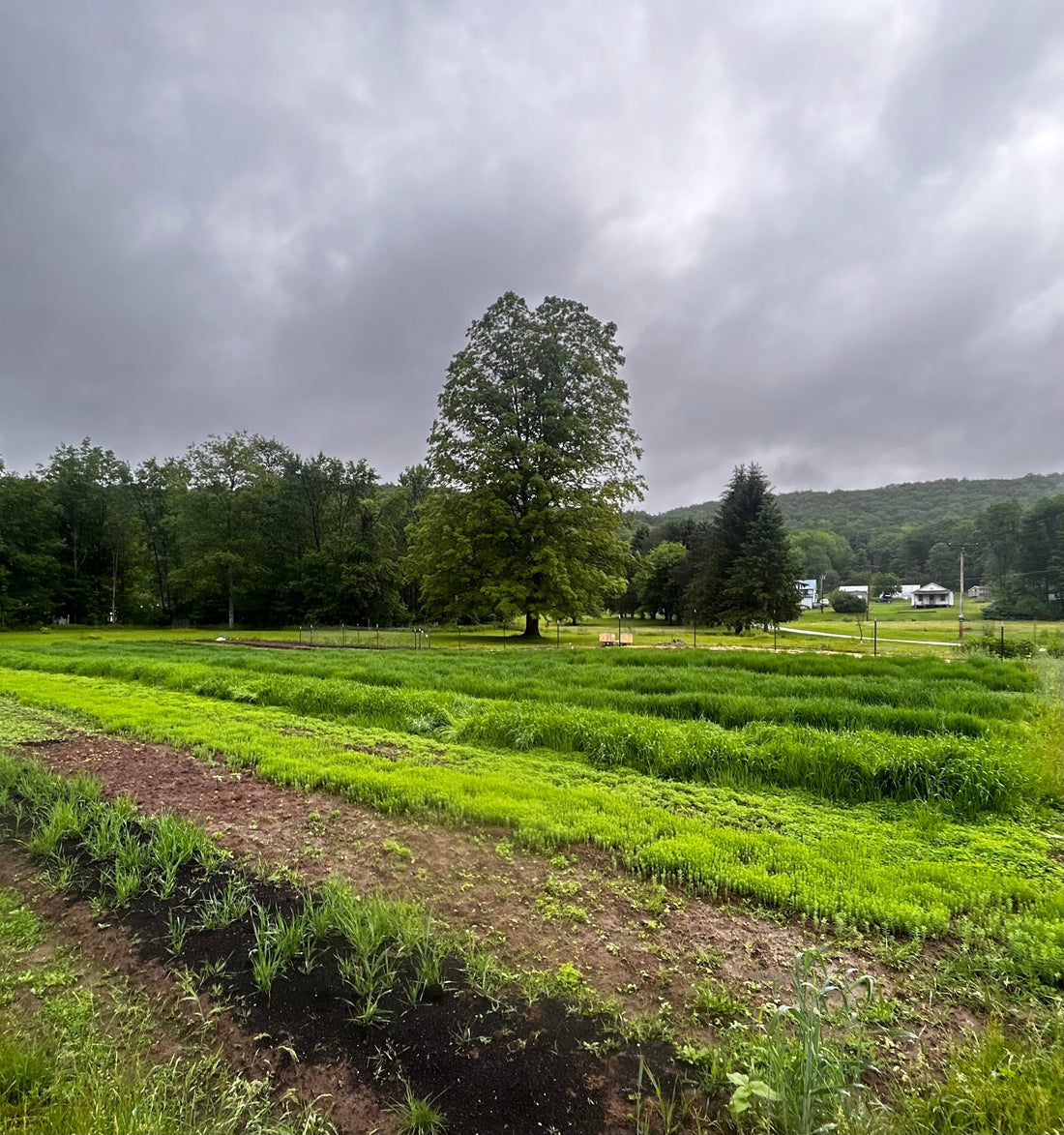 Beaverkill Nursery Newsletter March 2, 2026