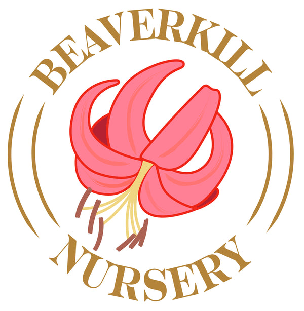 Beaverkill Nursery