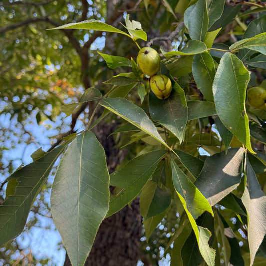 Pignut Hickory