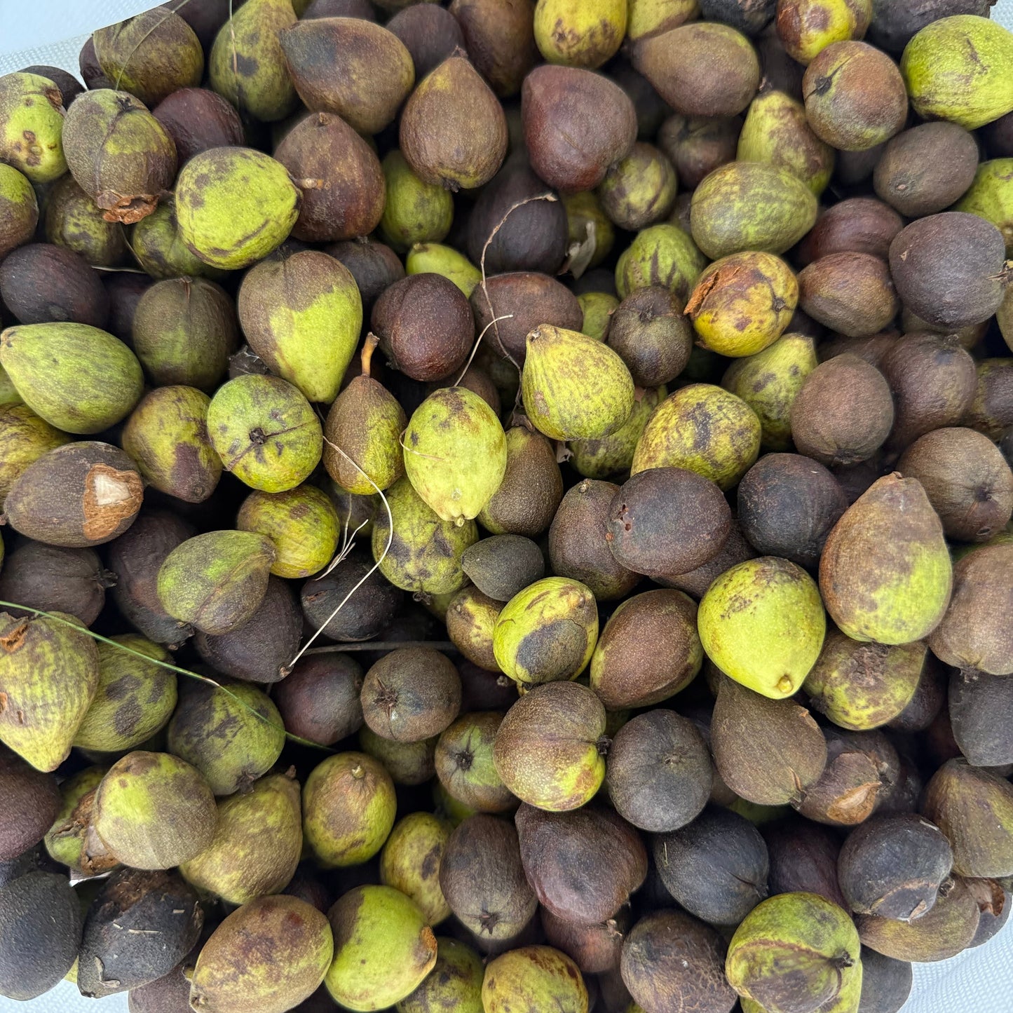 Pignut Hickory