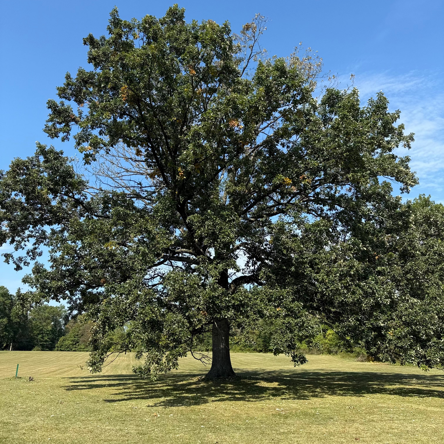 Swamp White Oak