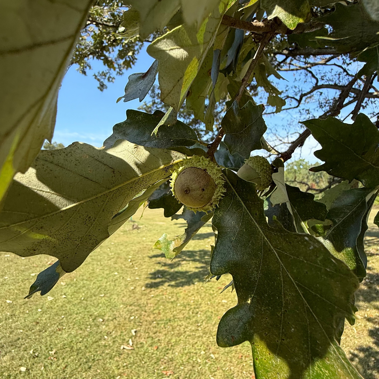 Swamp White Oak