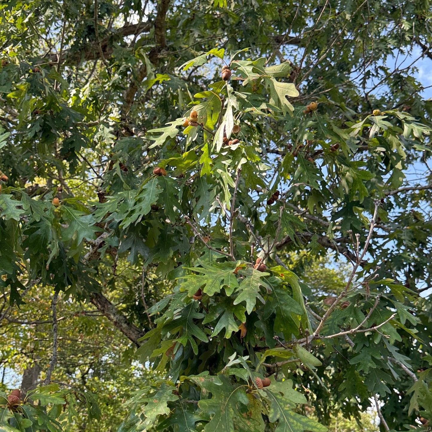 White Oak