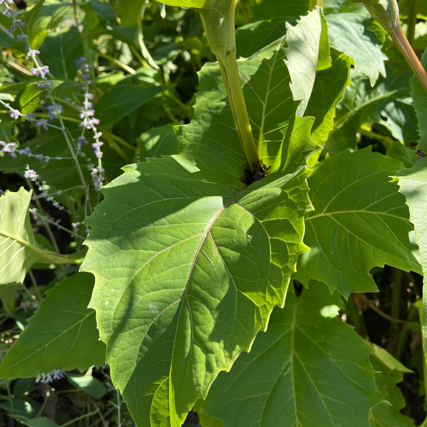 Cup Plant (bundle of 4)