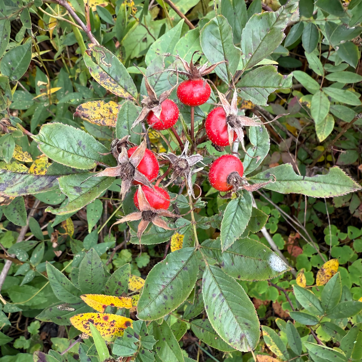 Swamp Rose