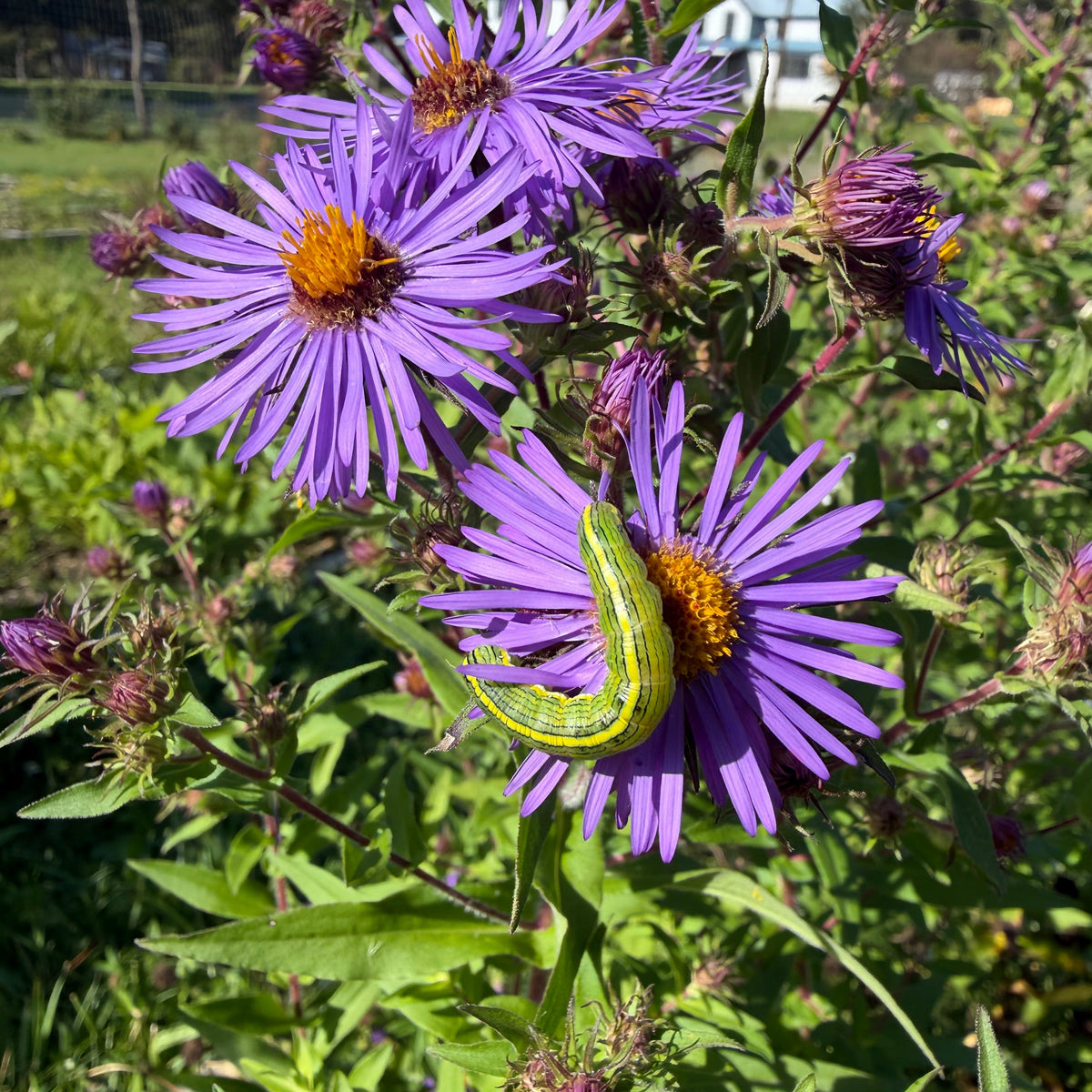 New England Aster (bundle of 4)