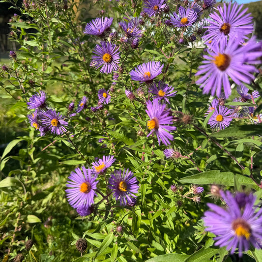New England Aster (bundle of 4)