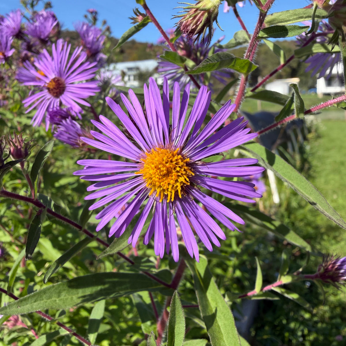 New England Aster (bundle of 4)