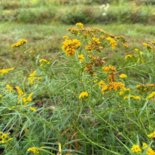 Grass-leaved goldenrod