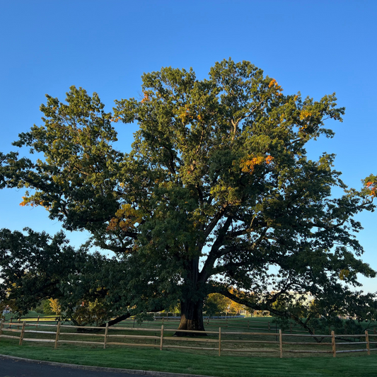 Black Oak