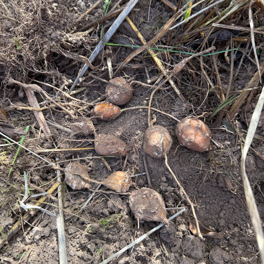 American Groundnut (4 tubers)