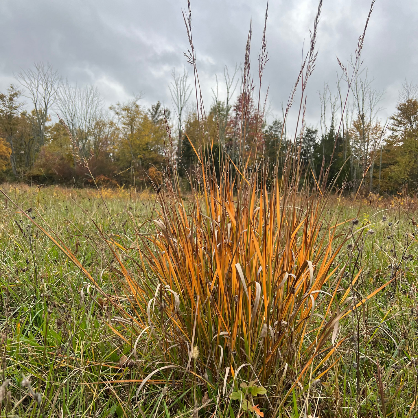 Indiangrass (bundle of 4)