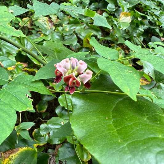 American Groundnut (4 tubers)