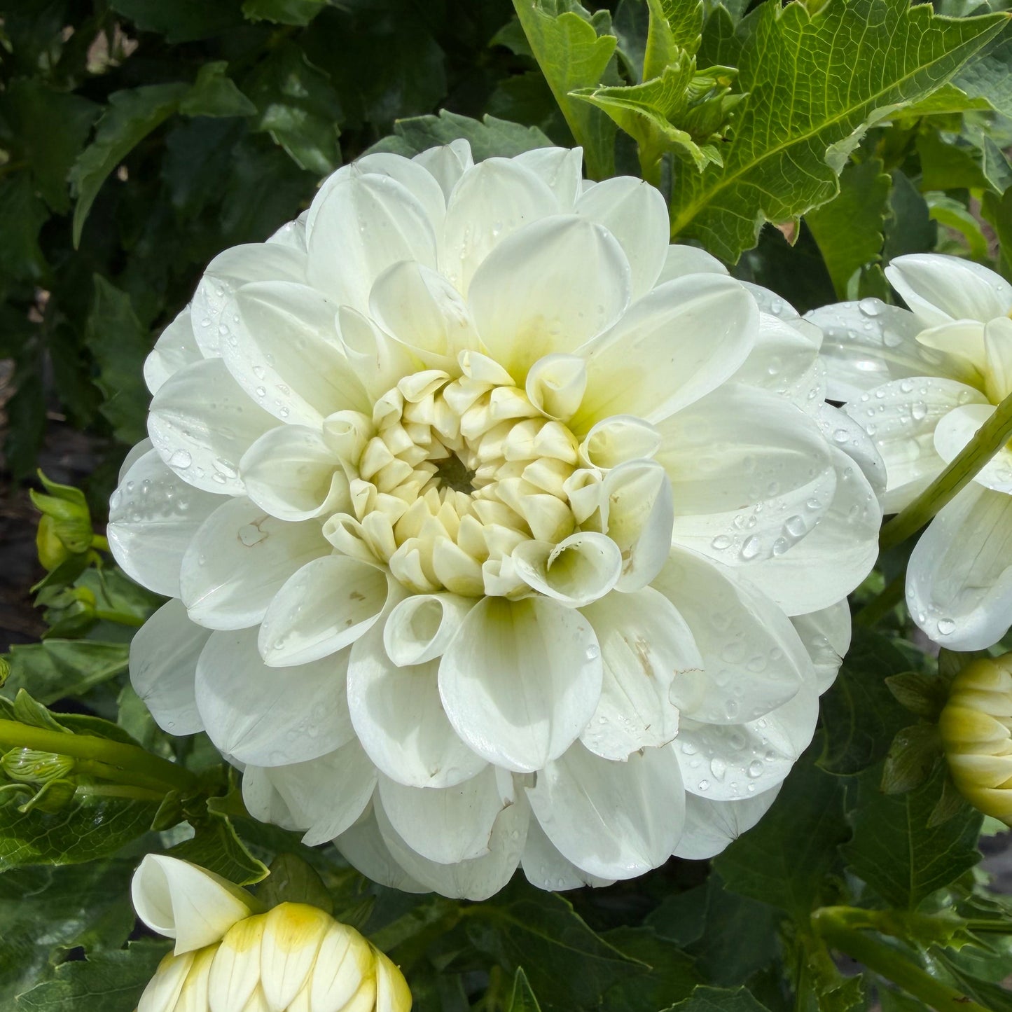 Dahlia (4 tubers)