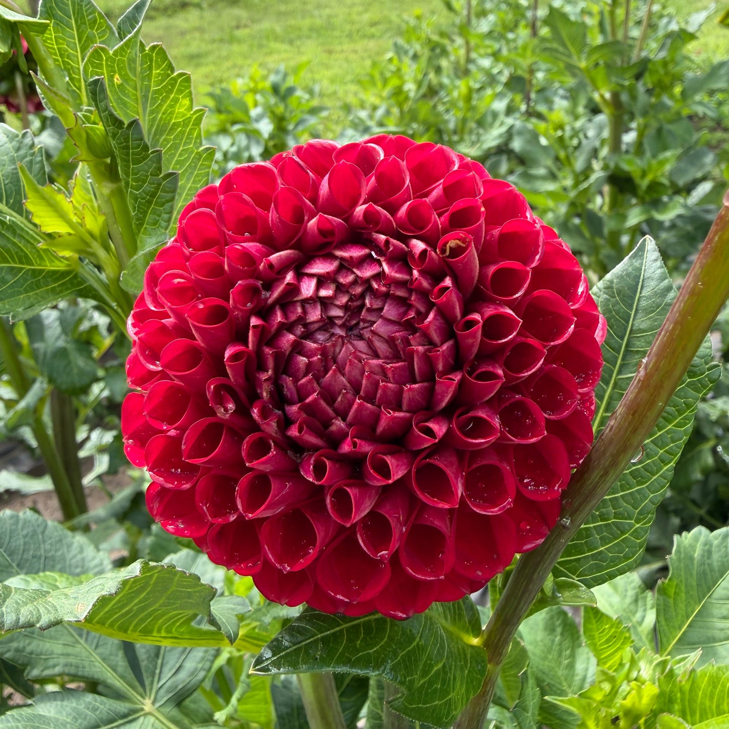 Dahlia (4 tubers)