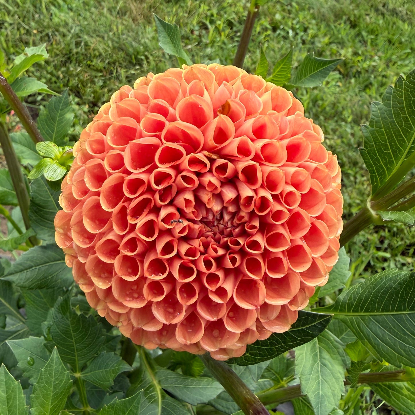 Dahlia (4 tubers)
