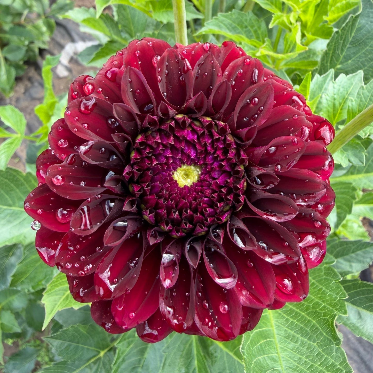 Dahlia (4 tubers)