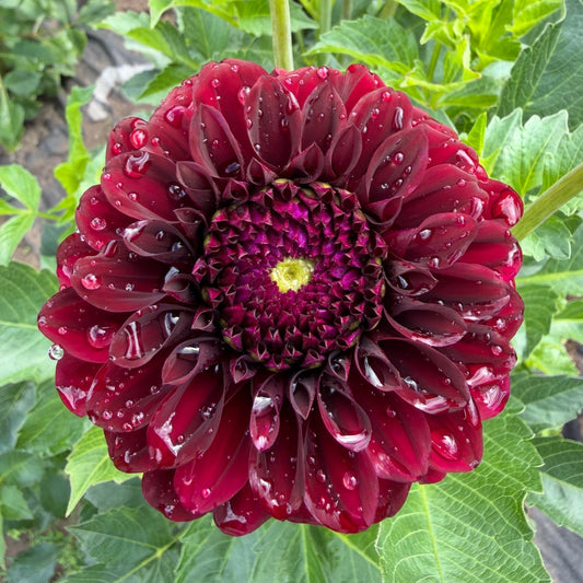 Dahlia (4 tubers)