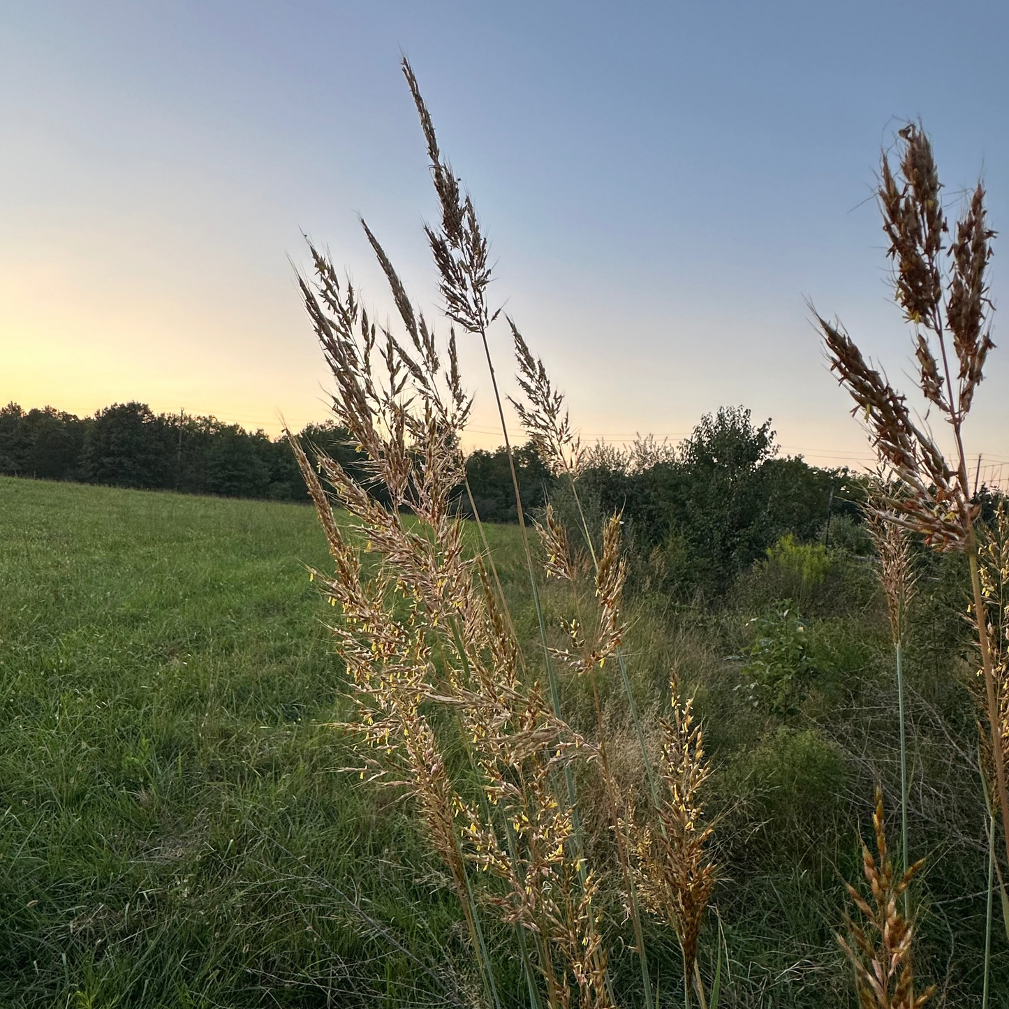 Indiangrass (bundle of 4)