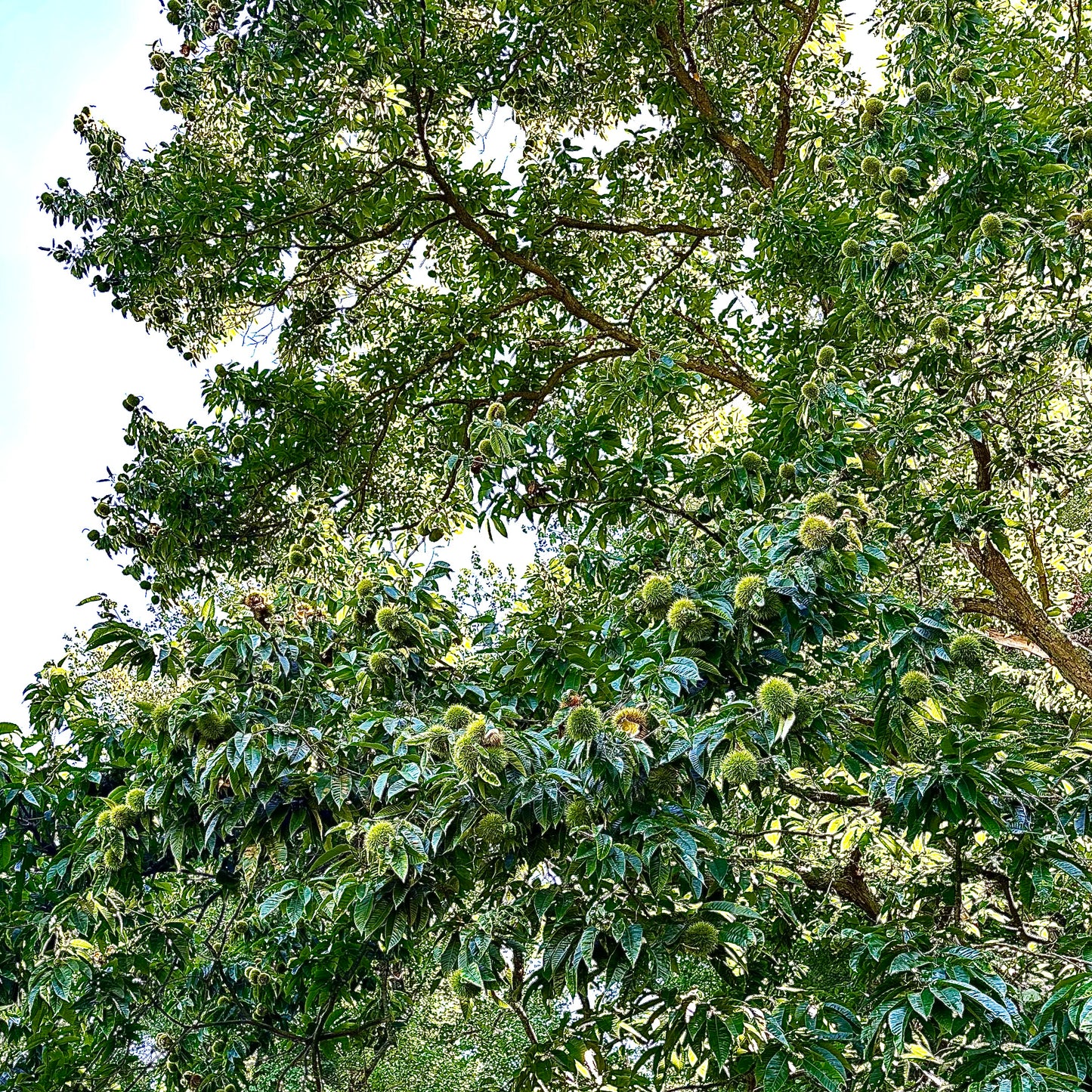 Hybrid Chestnut