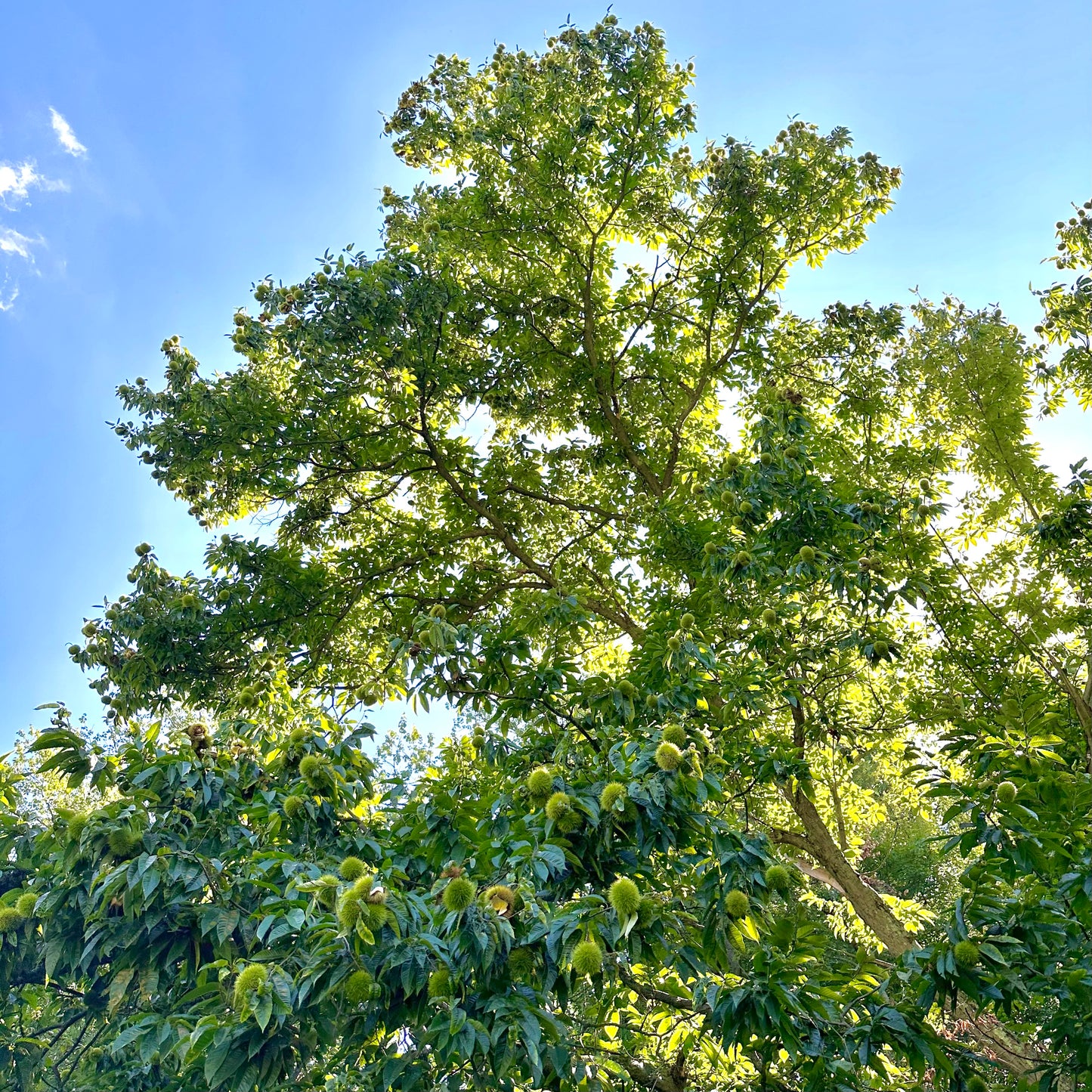 Hybrid Chestnut