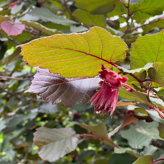 Hybrid Hazelnut