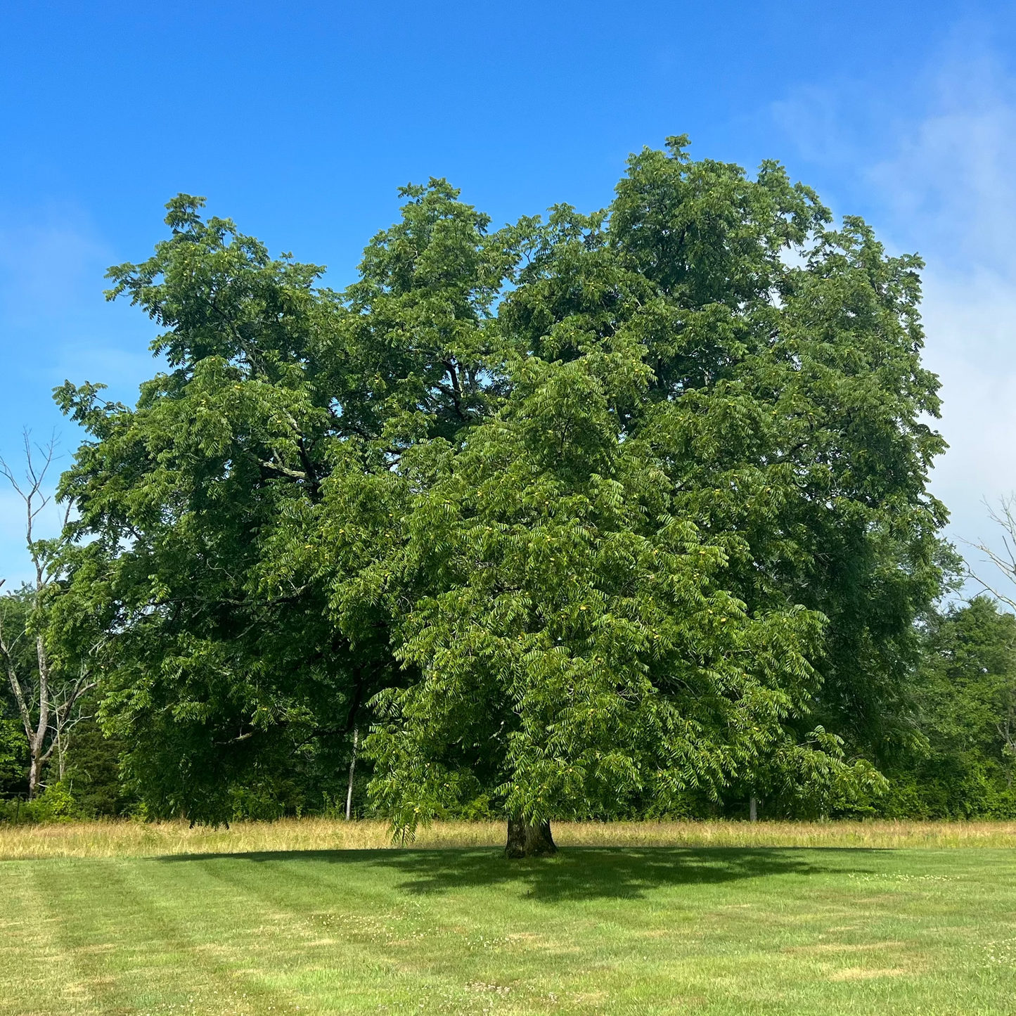 Black Walnut