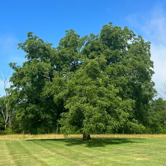Black Walnut