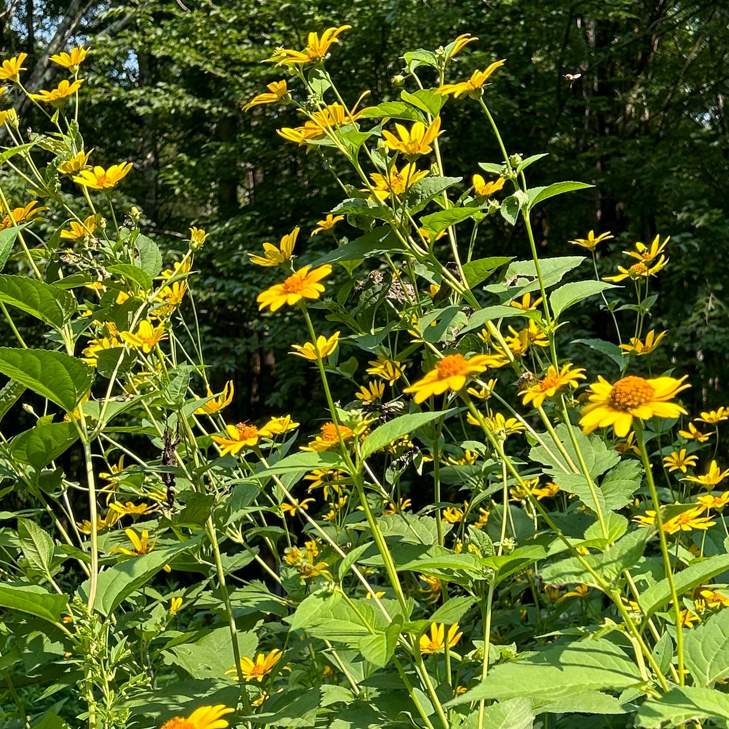 Oxeye Sunflower