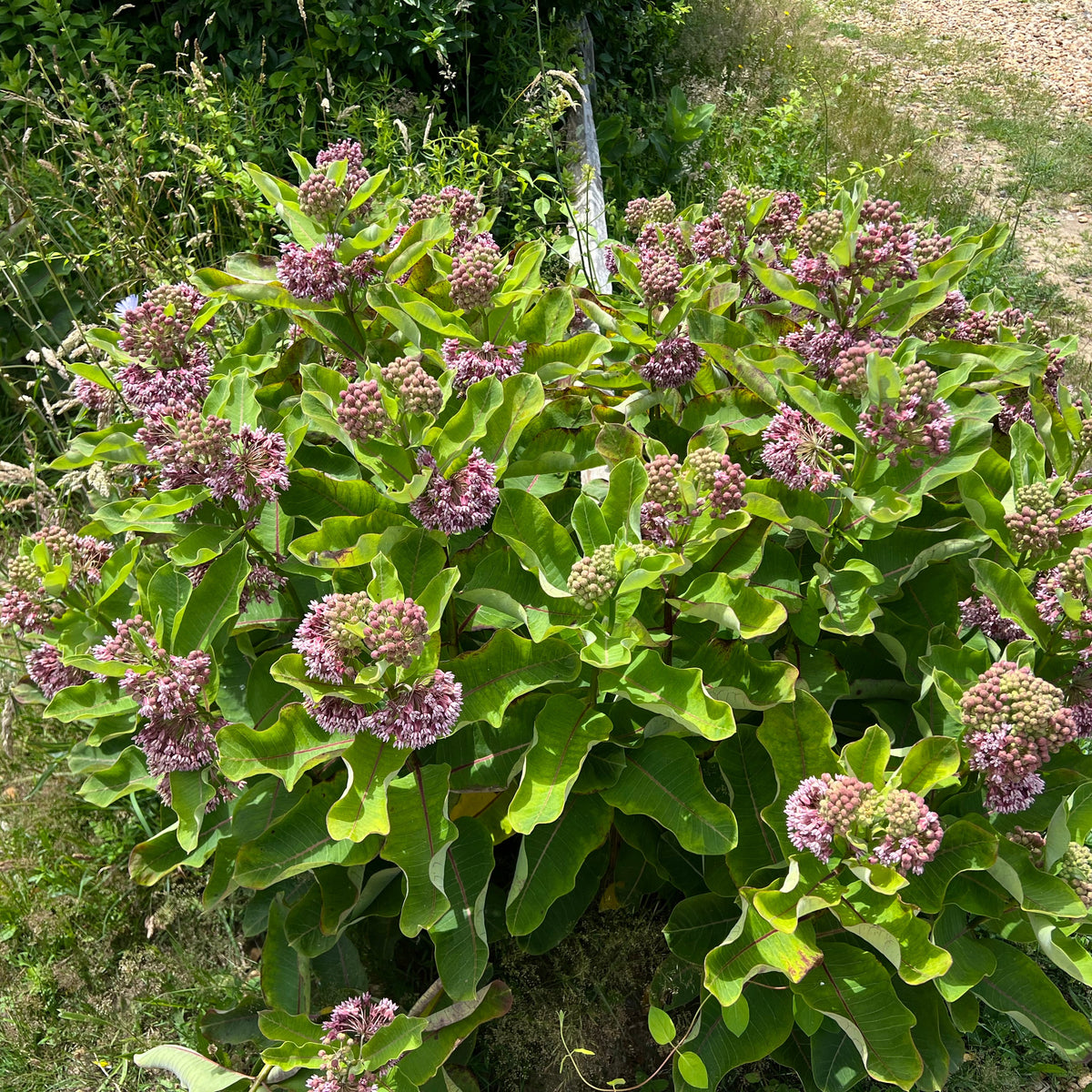 Common Milkweed