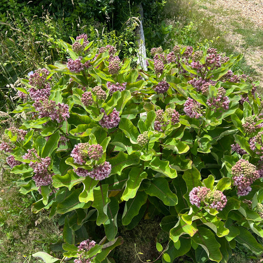 Common Milkweed