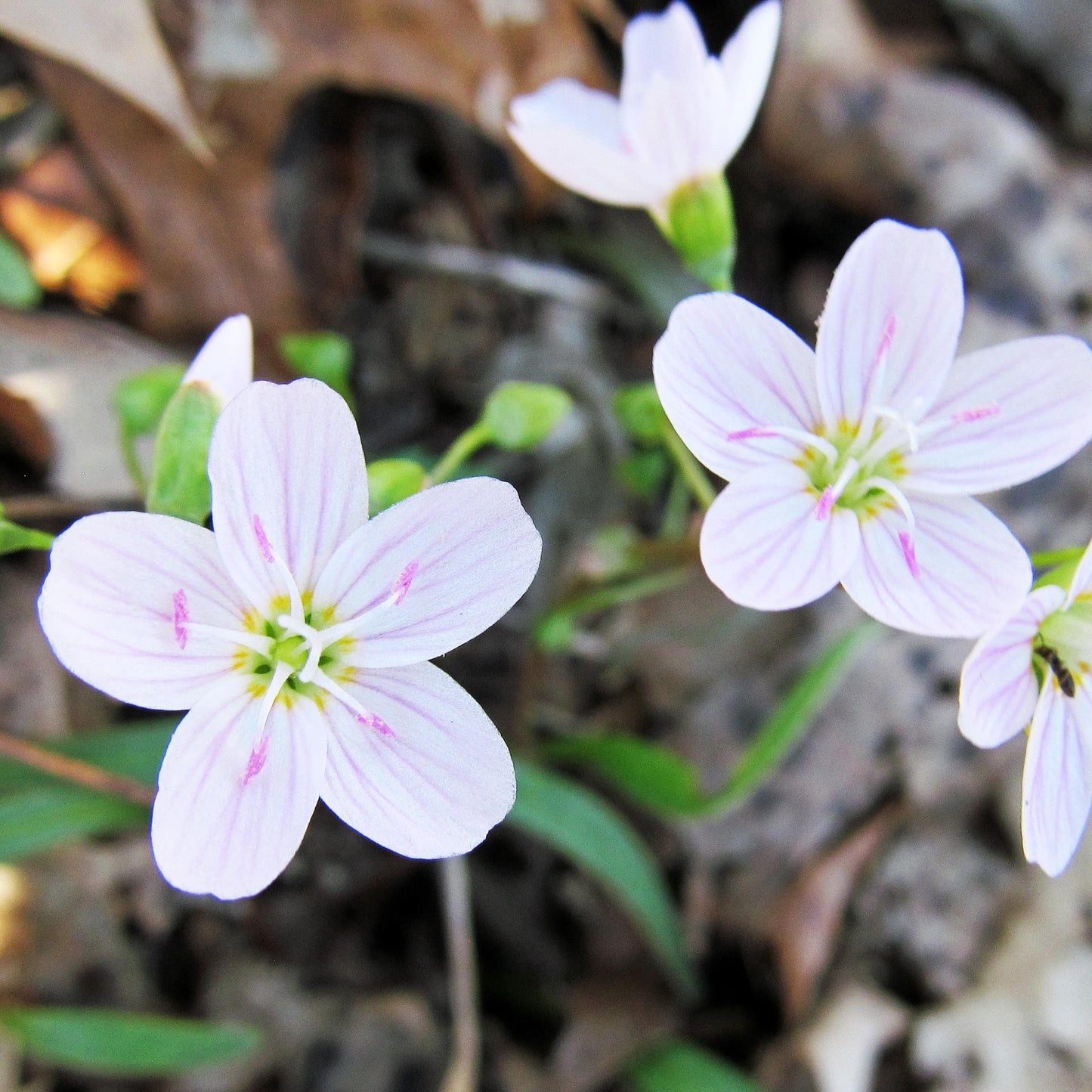 Spring Beauty (5 tubers)