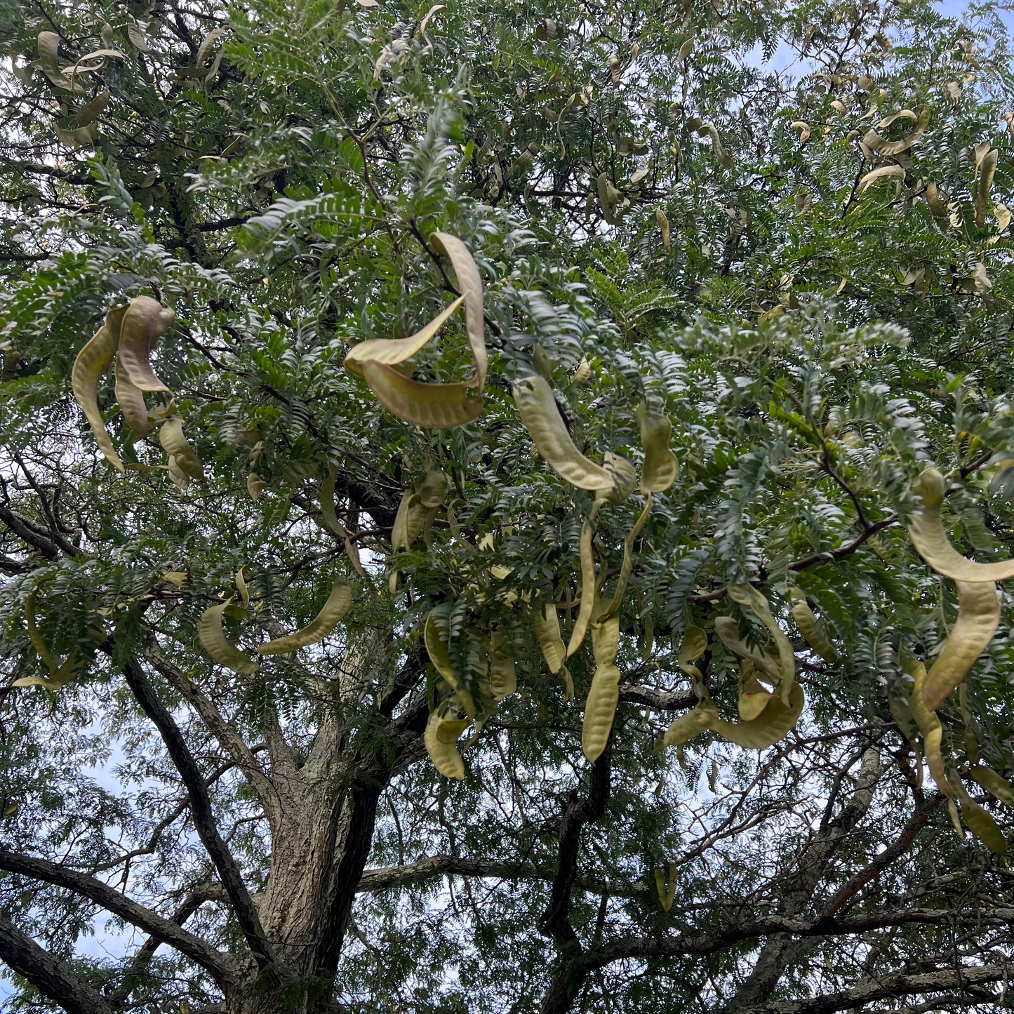 Honeylocust