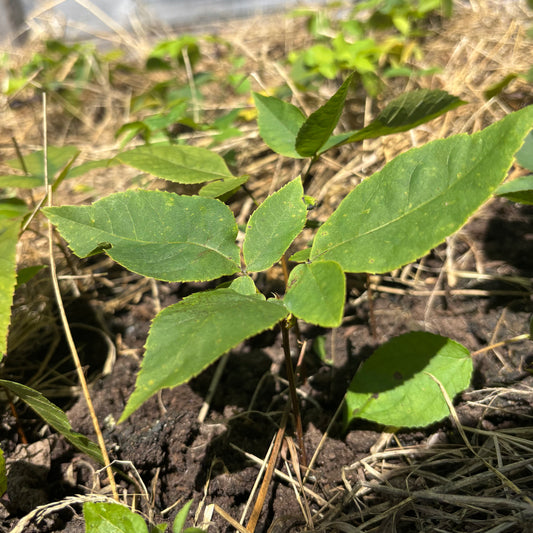 Shagbark Hickory