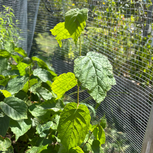 Hybrid Hazelnut