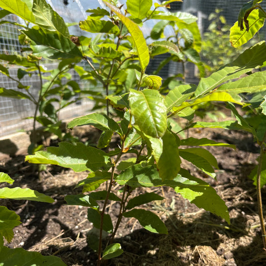 Hybrid Chestnut