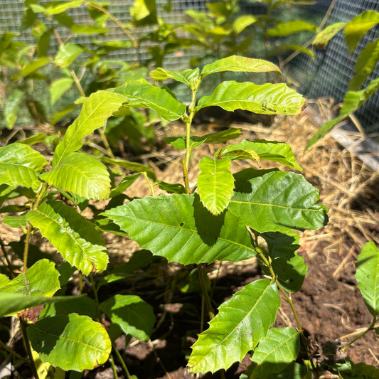 Lesesne Hybrid Chestnut