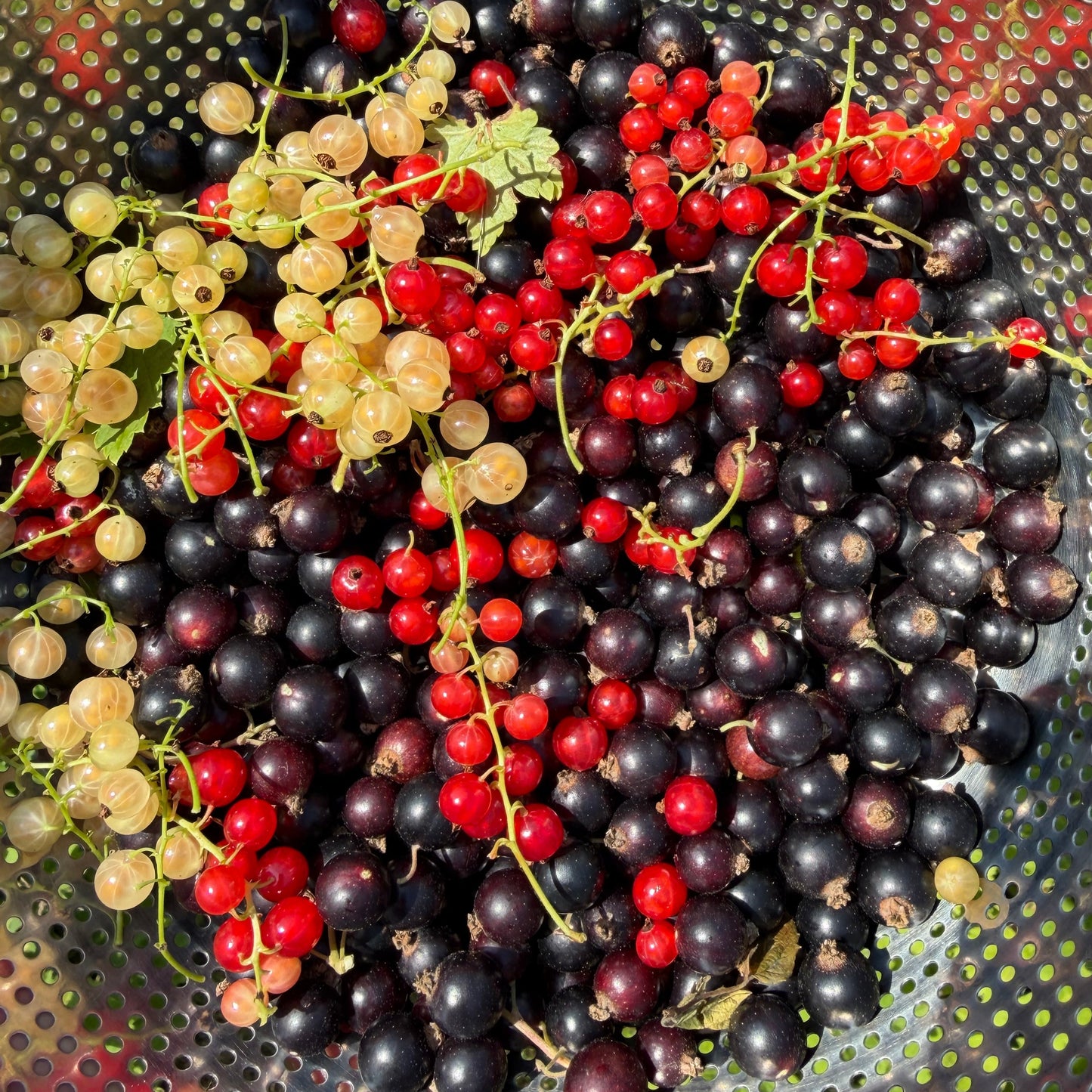 Currants
