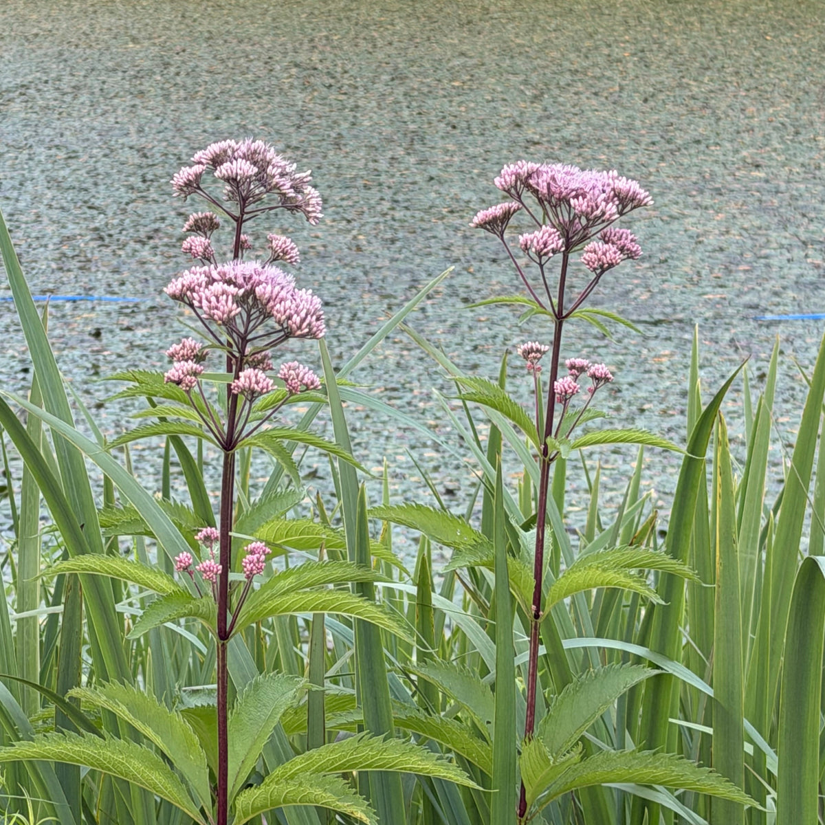 Spotted Joe Pye Weed Catskill Ecotype (Bundle of 4)