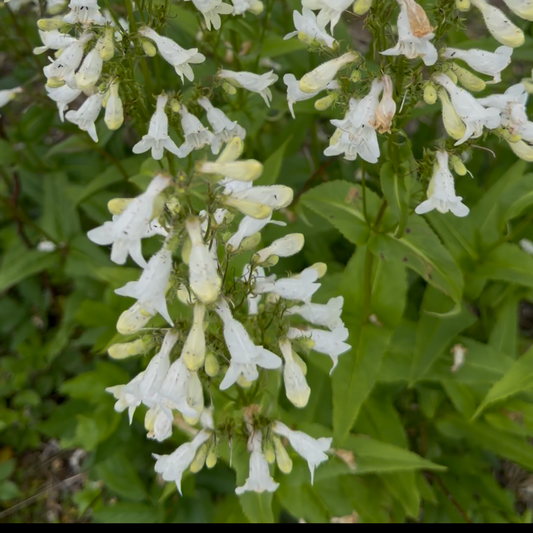 Smooth Penstemon
